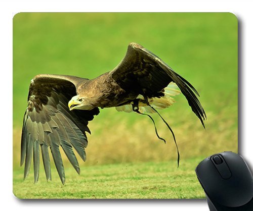 (genaue - Kante - Mousepad) Harris Hawk Harris Tiere Jäger Falcon Gaming - Maus mit Mac Oder Computer Mouse Pad. von OEM