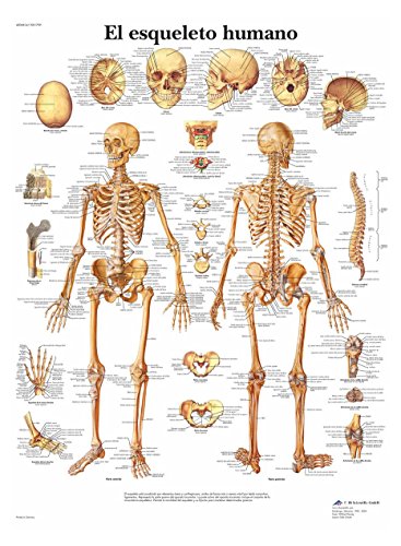 3B Scientific Anatomisches Poster - das menschliche Skelett von 3B Scientific