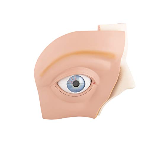 3B Scientific Auge, 5-fache Größe, 11-teilig + kostenlose Anatomie App - 3B Smart Anatomy, VJ500A 3B Scientific Auge, 5-fache Größe, 11-teilig + kostenlose Anatomie App - 3B Smart Anatomy, VJ500A von 3B Scientific