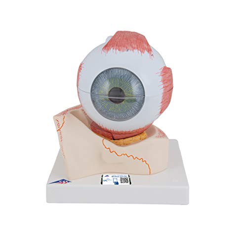 3B Scientific Auge, 5-fache Größe, 7-teilig + kostenlose Anatomie App - 3B Smart Anatomy F11 3B Scientific Auge, 5-fache Größe, 7-teilig + kostenlose Anatomie App - 3B Smart Anatomy F11 von 3B Scientific