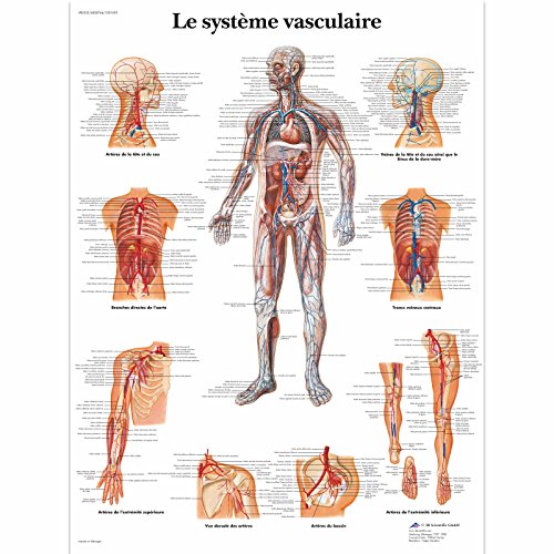 3B Scientific – Board von 3B Scientific