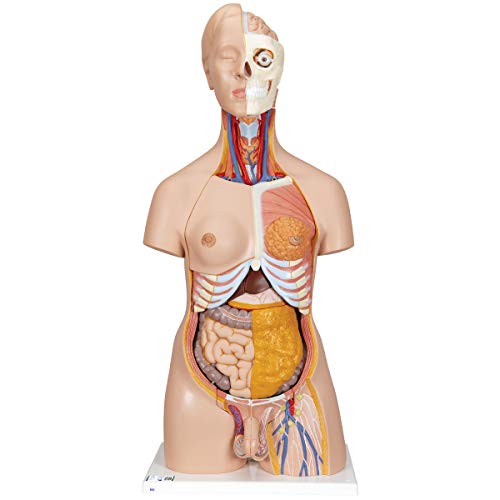 3B Scientific Deluxe-Torso-Modell, in Luxus-Ausführung, zweigeschlechtlich, 20-teilig + kostenlose Anatomie App - 3B Smart Anatomy 3B Scientific Deluxe-Torso-Modell, in Luxus-Ausführung, zweigeschlechtlich, 20-teilig + kostenlose Anatomie App - 3B Smart Anatomy von 3B Scientific