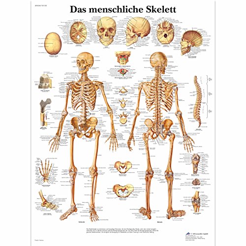 3B Scientific Lehrtafel - Das menschliche Skelett, VR0113UU 3B Scientific Lehrtafel - Das menschliche Skelett, VR0113UU von 3B Scientific