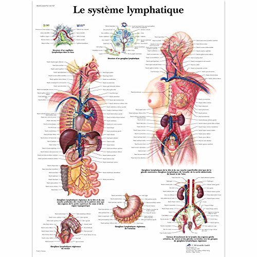 3B Scientific Lehrtaffel - Le système lymphatique - Französisch 3B Scientific Lehrtaffel - Le système lymphatique - Französisch von 3B Scientific