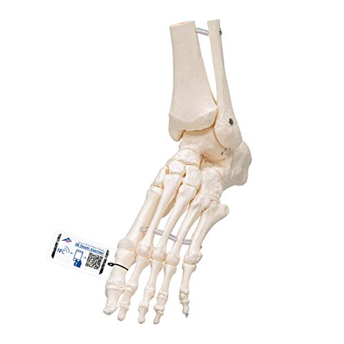 3B Scientific Loses Fuß- und Knöchelskelett-Modell + kostenlose Anatomie App - 3B Smart Anatomy 3B Scientific Loses Fuß- und Knöchelskelett-Modell + kostenlose Anatomie App - 3B Smart Anatomy von 3B Scientific