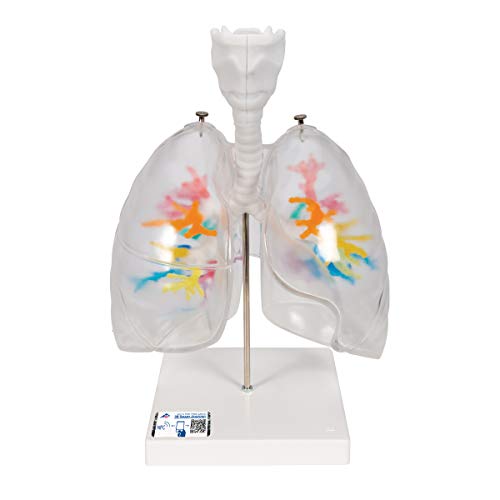 3B Scientific Menschliche Anatomie - CT-Bronchialbaum mit Kehlkopf und transparenten Lungenflügeln + kostenlose Anatomie App - 3B Smart Anatomy 3B Scientific Menschliche Anatomie - CT-Bronchialbaum mit Kehlkopf und transparenten Lungenflügeln + kostenlose Anatomie App - 3B Smart Anatomy von 3B Scientific