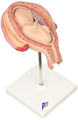 3B Scientific Menschliche Anatomie - Fetus, 5. Monat, Steißlage 3B Scientific Menschliche Anatomie - Fetus, 5. Monat, Steißlage von 3B Scientific