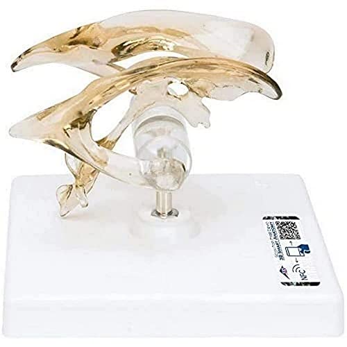 3B Scientific Menschliche Anatomie - Gehirnventrikel + kostenlose Anatomie App - 3B Smart Anatomy, VH410 3B Scientific Menschliche Anatomie - Gehirnventrikel + kostenlose Anatomie App - 3B Smart Anatomy, VH410 von 3B Scientific