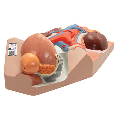 3B Scientific Menschliche Anatomie - Harnapparat, männlich, 0,75-fache natürliche Größe + kostenlose Anatomie App - 3B Smart Anatomy 3B Scientific Menschliche Anatomie - Harnapparat, männlich, 0,75-fache natürliche Größe + kostenlose Anatomie App - 3B Smart Anatomy von 3B Scientific
