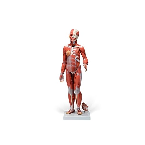 3B Scientific Menschliche Anatomie - Muskelfigur, zweigeschlechtig mit inneren Organen, 33-teilig + kostenlose Anatomie App - 3B Smart Anatomy 3B Scientific Menschliche Anatomie - Muskelfigur, zweigeschlechtig mit inneren Organen, 33-teilig + kostenlose Anatomie App - 3B Smart Anatomy von 3B Scientific
