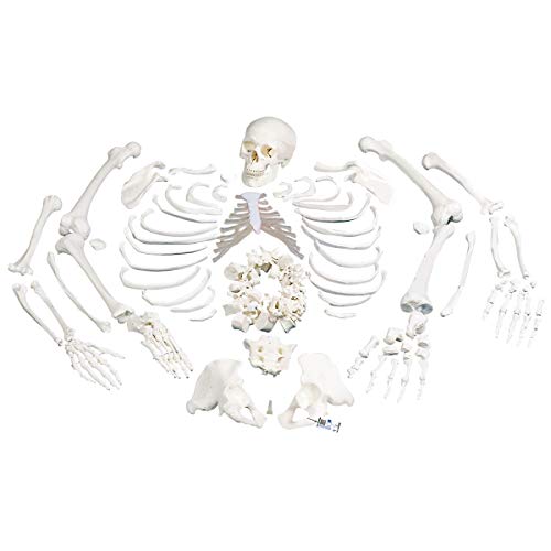 3B Scientific Menschliche Anatomie - Skelett, unmontiert, komplett mit 3-teiligem Schädel + kostenlose Anatomie App - 3B Smart Anatomy 3B Scientific Menschliche Anatomie - Skelett, unmontiert, komplett mit 3-teiligem Schädel + kostenlose Anatomie App - 3B Smart Anatomy von 3B Scientific