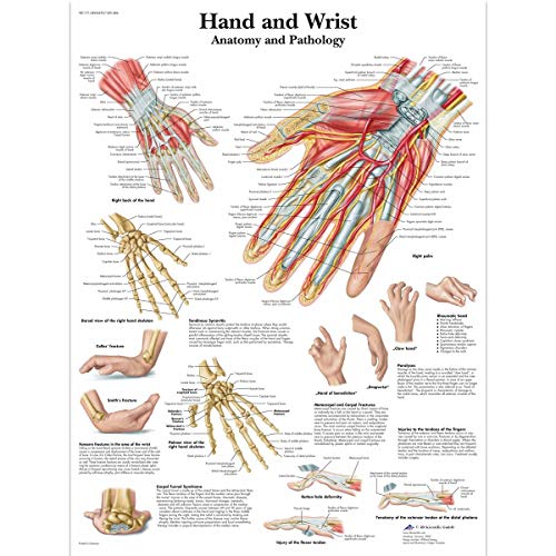 3B Scientific VR1171UU Human Anatomy, Hand und Handgelenk Anatomie/Pathologie Schaubild, Papierversion, 0,25 x 50,8 x 63,5 cm 3B Scientific VR1171UU Human Anatomy, Hand und Handgelenk Anatomie/Pathologie Schaubild, Papierversion, 0,25 x 50,8 x 63,5 cm von 3B Scientific