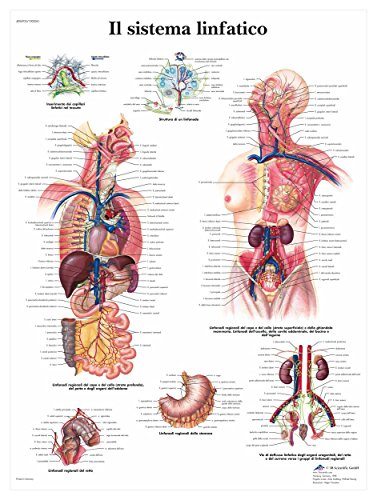 3B Scientific VR4392UU das Lymphsystem von 3B Scientific