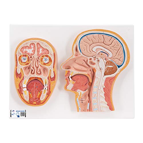 3B Scientific menschliche Anatomie - Median- und Frontalschnitt des Kopfes + kostenlose Anatomie App - 3B Smart Anatomy 3B Scientific menschliche Anatomie - Median- und Frontalschnitt des Kopfes + kostenlose Anatomie App - 3B Smart Anatomy von 3B Scientific