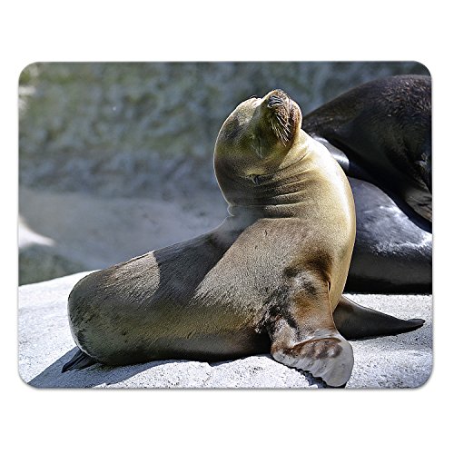 Addies Mousepad ROBBEN Motiv-03, schönes Mauspad Motiv in feiner Cellophan Geschenk-Verpackung mit Kautschuk Untermaterial, 240x190mm Seehunde von ADDIES