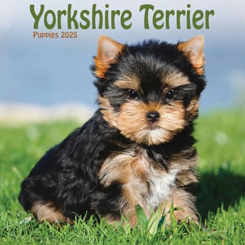 Yorkshire Terrier Puppies Square Mini Calendar 2025 von AVONSIDE