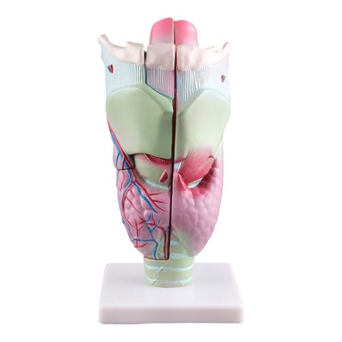 Anatomiemodell des menschlichen Larynx, vergrößertes anatomisches Larynx-Modell, menschliches Larynx-Modell, Lehrbedarf für Wissenschaft Klassenzimmer von Adrosstoller