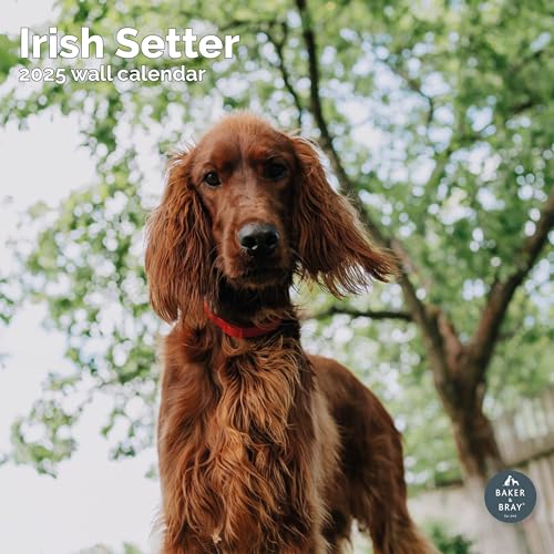 Baker and Bray Irish Setter Kalender 2025, großer quadratischer Wandkalender, 16 Monate, Irish Setter Geschenk Hundekalender von Baker and Bray