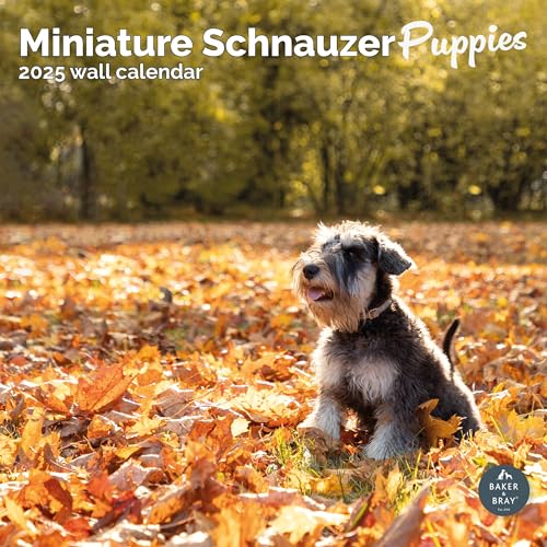 Baker and Bray Miniatur Schnauzer Welpen Kalender 2025, Großer quadratischer Wandkalender 16 Monate Miniatur Schnauzer Welpen Geschenk Hundekalender von Baker and Bray