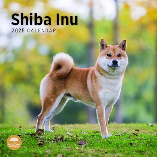 Bright Day 2025 Shiba Inu Monats-Wandkalender von Bright Day, 30,5 x 30,5 cm, niedliches Geschenk für Hunderassen von Bright Day Calendars