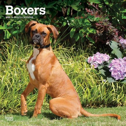 Boxers International Edition | 2025 12 x 24 Inch Monthly Square Wall Calendar | Plastic-Free | BrownTrout | Animals Dog Breeds von BrownTrout