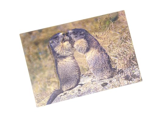 3 D Ansichtskarte Murmeltiere, Postkarte Wackelkarte Hologrammkarte Tier Murmeltier von Cornelissen