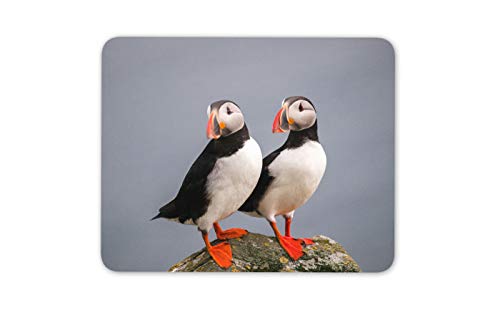 Ehrfürchtig Puffin-Vogel-Paar Mousepad Pad - Pelagic Seevögel Geschenk-Computer # 14150 von Destination Vinyl Ltd