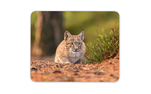 Eurasischer Luchs Mauspad Pad - große Katzen-wildes Tier-Dschungel-Computer-Geschenk # 12527 von Destination Vinyl Ltd