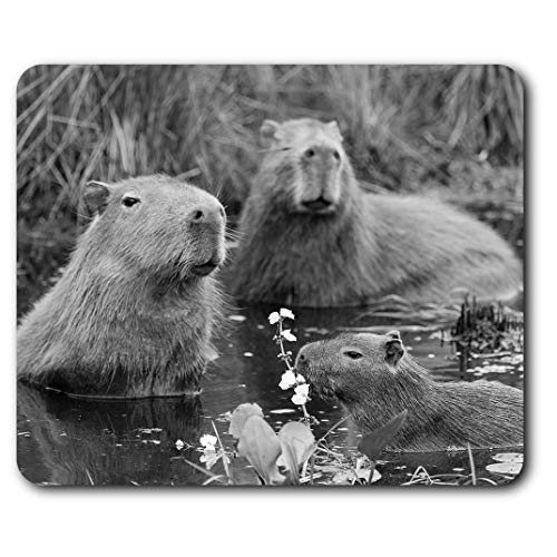 Mauspad BW – Capybara Schwimmfamilie 23,5 x 19,6 cm (9,3 x 7,7 Zoll) für Computer & Laptop, Büro, Geschenk, rutschfeste Unterseite #42655 von Destination Vinyl Ltd