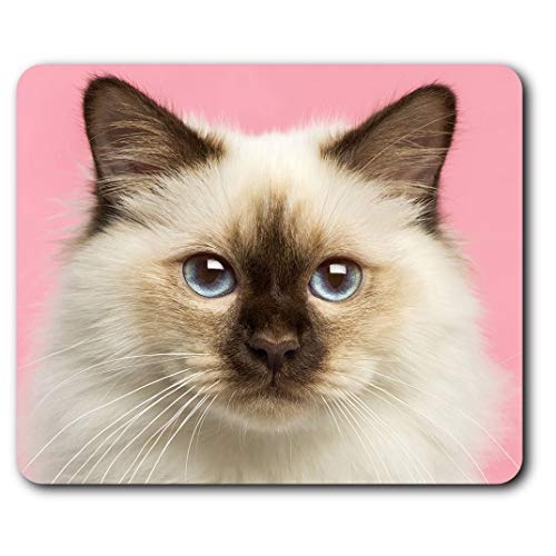 RM2825 Mauspad mit Birman-Katze, 23,5 x 19,6 cm, für Computer & Laptop, Büro, Geschenk, rutschfeste Unterseite von Destination Vinyl Ltd