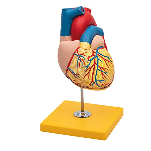 Elementary Anatomy Budget 2-teiliges menschliches Herz-Anatomiemodell mit Ständer, Lebensgröße, Schulunterricht Elementary Anatomy Budget 2-teiliges menschliches Herz-Anatomiemodell mit Ständer, Lebensgröße, Schulunterricht von Elementary Anatomy