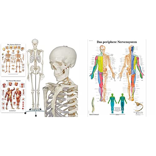 Elementary Anatomy Skelett - Buddy the Budget Skeleton - Lebensgröße 175 cm– inkl. zwei Lehrtafeln - Schulungsmaterialien - Halloween & 3B Scientific Lehrtafel laminiert - Das periphere Nervensystem von Elementary Anatomy