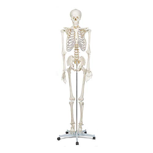 Elementary Anatomy Skelett - Buddy the Budget Skeleton - Menschliches Skelett Anatomisches Modell - Lebensgröße 175 cm– inkl. zwei Lehrtafeln - Schulungsmaterialien Elementary Anatomy Skelett - Buddy the Budget Skeleton - Menschliches Skelett Anatomisches Modell - Lebensgröße 175 cm– inkl. zwei Lehrtafeln - Schulungsmaterialien von Elementary Anatomy