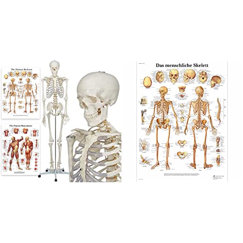 Elementary Anatomy Skelett - Buddy the Budget Skeleton - Menschliches Skelett Anatomisches Modell - Lebensgröße 175 cm– inkl. zwei Lehrtafeln & 3B Scientific Lehrtafel laminiert von Elementary Anatomy