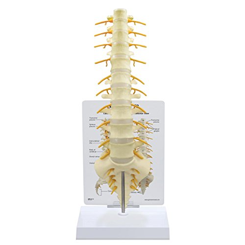 GPI Anatomicals 1510 Kreuzbein T8 Modell GPI Anatomicals 1510 Kreuzbein T8 Modell von 3B Scientific