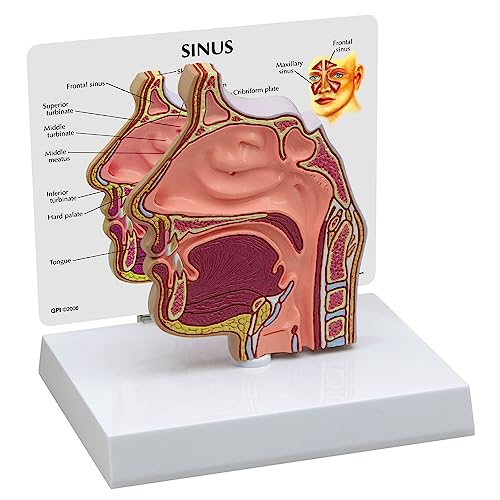 GPI Anatomicals 2850 Nebenhöhlen Modell Querschnitt von 3B Scientific