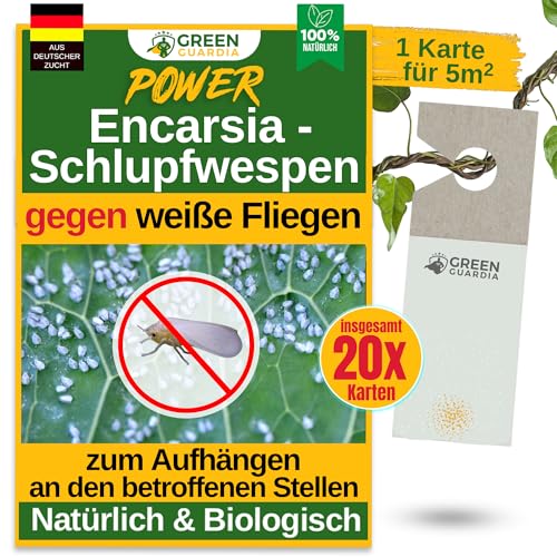 GREEN GUARDIA Encarsia Schlupfwespen gegen weiße Fliege – 20x Karten für 100m² - Natürlich weiße Fliegen bekämpfen, ideal für Innenräume & Gewächshaus, chemiefrei & sicher von GREEN GUARDIA