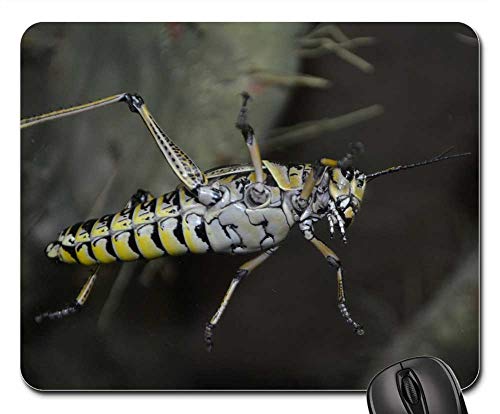 Mauspads, Heuschrecke Grille Insekt Natur Heuschrecke rutschfest Gaming Mauspad Komfort Mousepad Für Büro Laptop Maus 25X30Cm von Generic