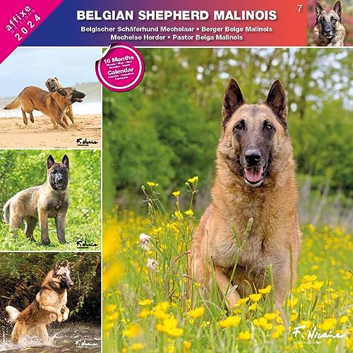 Kalender 2024 Belgischer Schäferhund (Affixe) von Générique