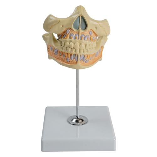 Permanentes Zahnmodell Menschlicher Zahn Gingiva Anatomie Modell für wissenschaftliche Forschung Klinik Einstellungen Medizinischer Bericht von HUAJINGKEJI