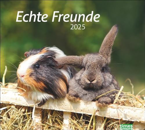 Echte Freunde Bildkalender 2025: Süße Tierfreundschaften in einem Kalender. Hochwertiger Fotokalender für Tierfreunde. times&more Wandkalender im Querformat. (times&more Kalender Heye) von Heye