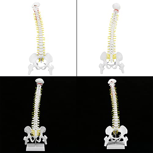 Menschliches Wirbelsäulenmodell, 45 Cm/17.72 Abnehmbares Menschliches Wirbelsäulenmodell mit Becken- und Femurköpfen für Skelettanatomie -Unterricht, ProfessionalHealthcare von Hyuduo