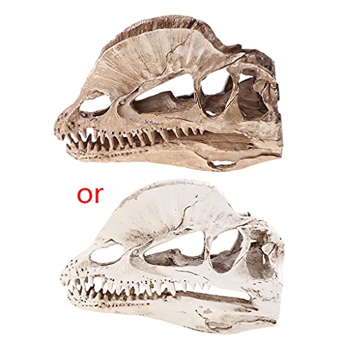 Dilophosaurus Dinosaurier Schädel Harz Handwerk Für Skelett Lehrmodell von JSGHGDF