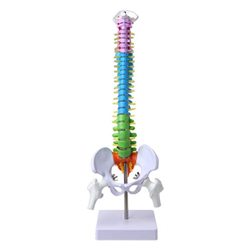 45 cm abnehmbares menschliches Wirbelsäulenmodell, Wirbelsäule, Lendenwirbelsäule, anatomisch von KAKASEA