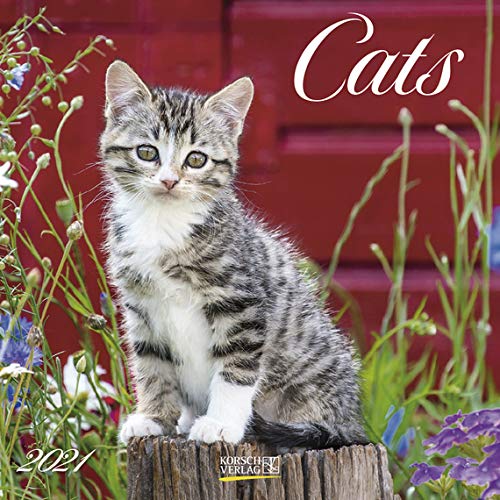 Cats - Broschur Kalender 2021 - Korsch-Verlag - Kalender mit Platz für Eintragungen - offen 29,8 cm x 59,8 cm von Korsch