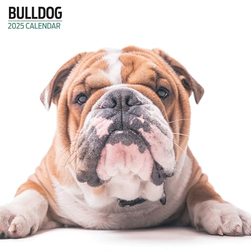 Bulldog 2025 Moderner Kalender von Magnet & Steel