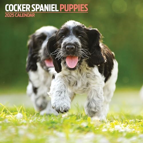 Cocker Spaniel Puppies Kalender 2025 von Magnet & Steel