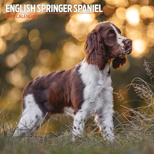 Englischer Springer Spaniel 2025 Traditioneller Kalender von Magnet & Steel