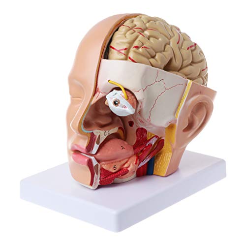 Mumuve Anatomisches Modell für Kopf, Schädel, Hirnarterie, anatomisches Modell von Mumuve