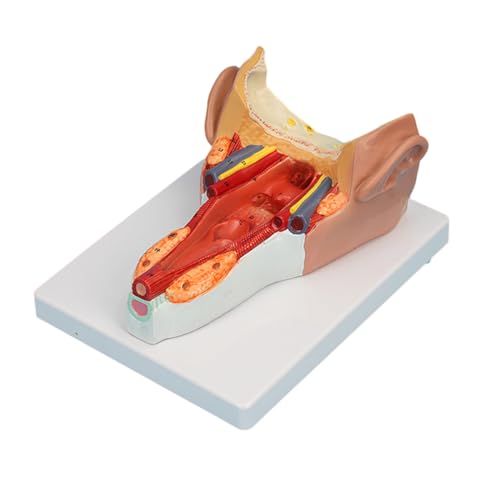 Mumuve Anatomisches Pharynxwand-Muskelmodell für Studium, Pharynxwand-Muskelanatomie-Modell von Mumuve